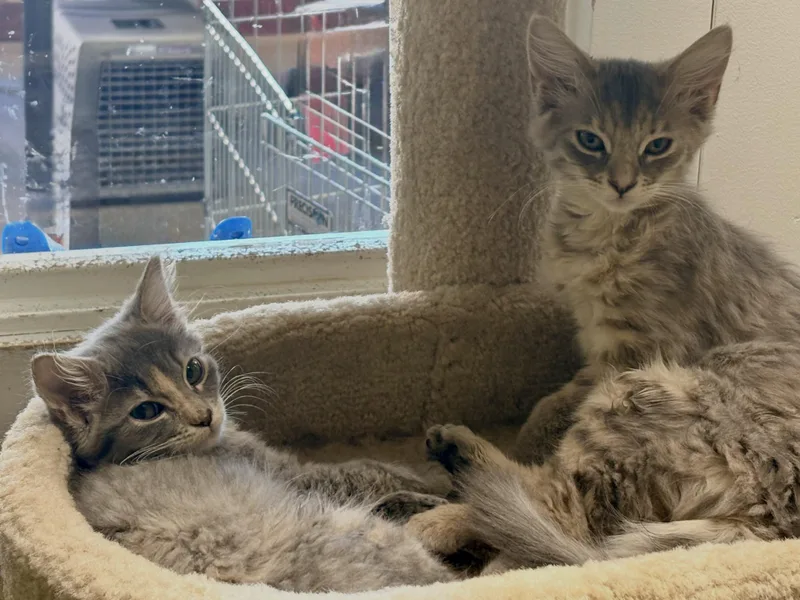 A young small-sized female Domestic Long Hair cat named Jem & Strawberry Shortcake for adoption in Grass Valley, CA