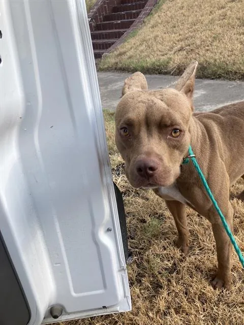 A young medium-sized female Mixed Breed dog named Hunty for adoption in Dallas, TX