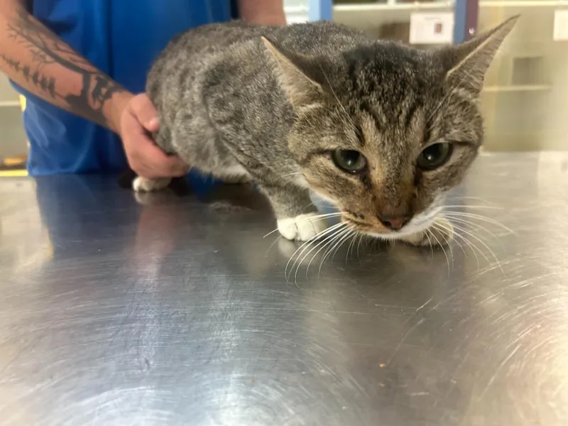 An adult medium-sized male Domestic Short Hair cat named Cat Condo for adoption in Greenville, TX