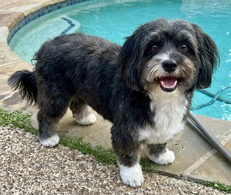 Loki