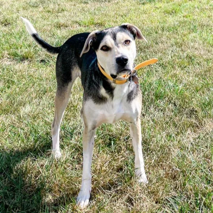 An adult large-sized female Shepherd dog named Remington for adoption in La Grange, KY