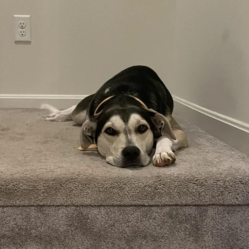 Remington thumbnail 2