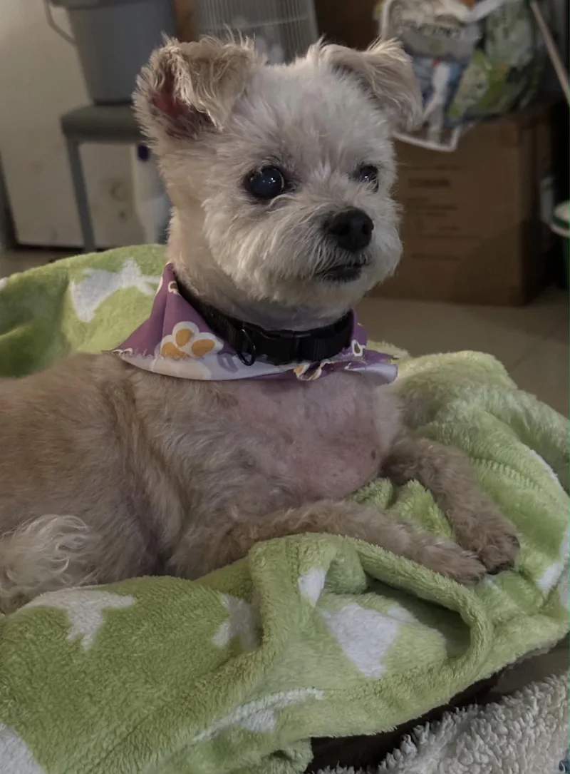 A senior small-sized female Terrier dog named Maddie for adoption in Lake Worth, FL