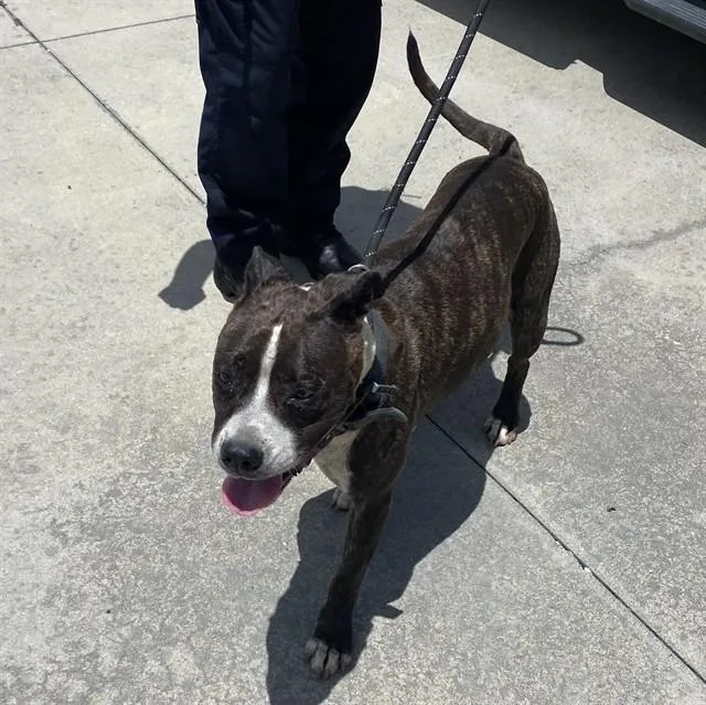An adult large-sized female Pit Bull Terrier dog named Chanel for adoption in Fort Myers, FL