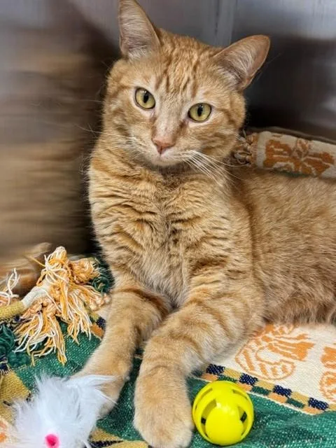 A young medium-sized male Domestic Short Hair cat named Tres Leches for adoption in Naples, FL