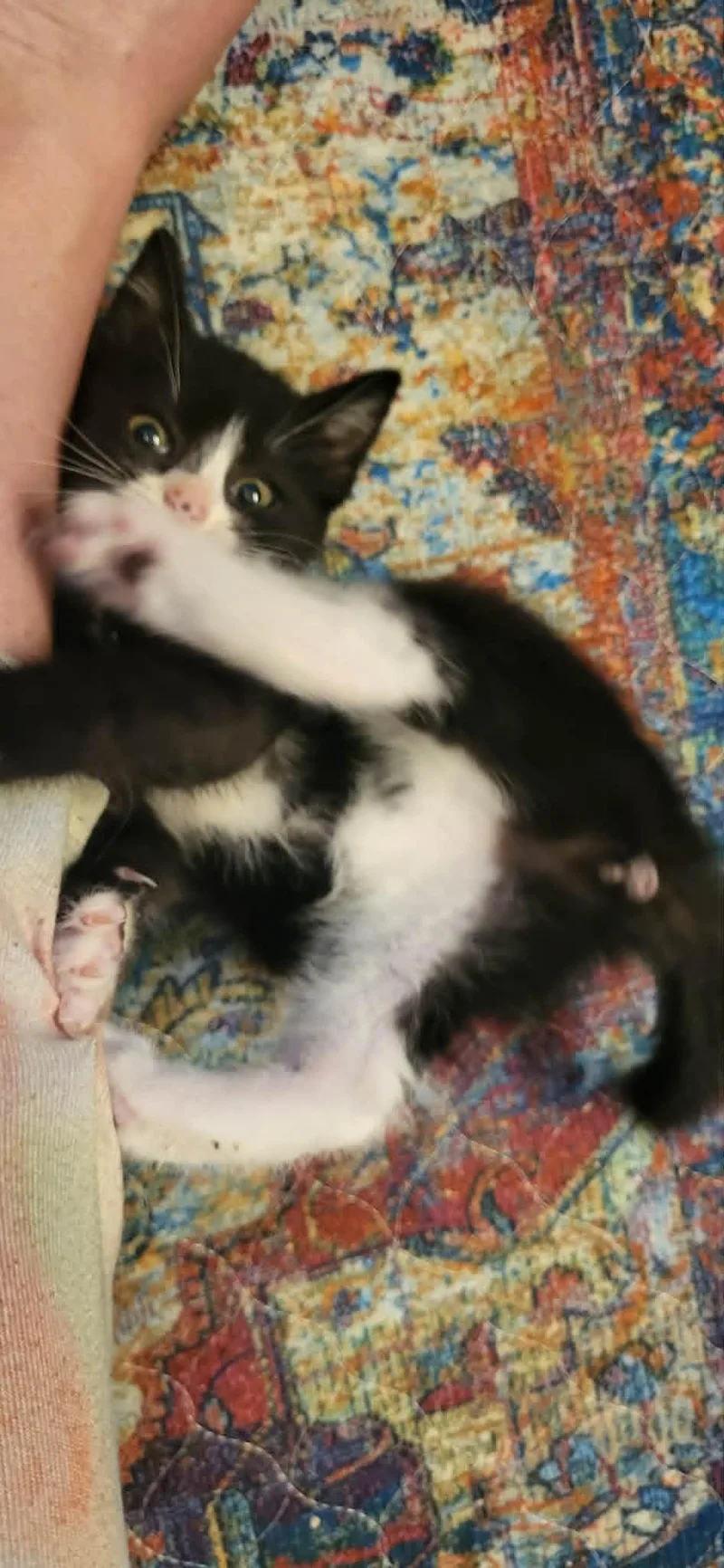 A baby medium-sized female Domestic Short Hair cat named Pru for adoption in Chesapeake Beach, MD