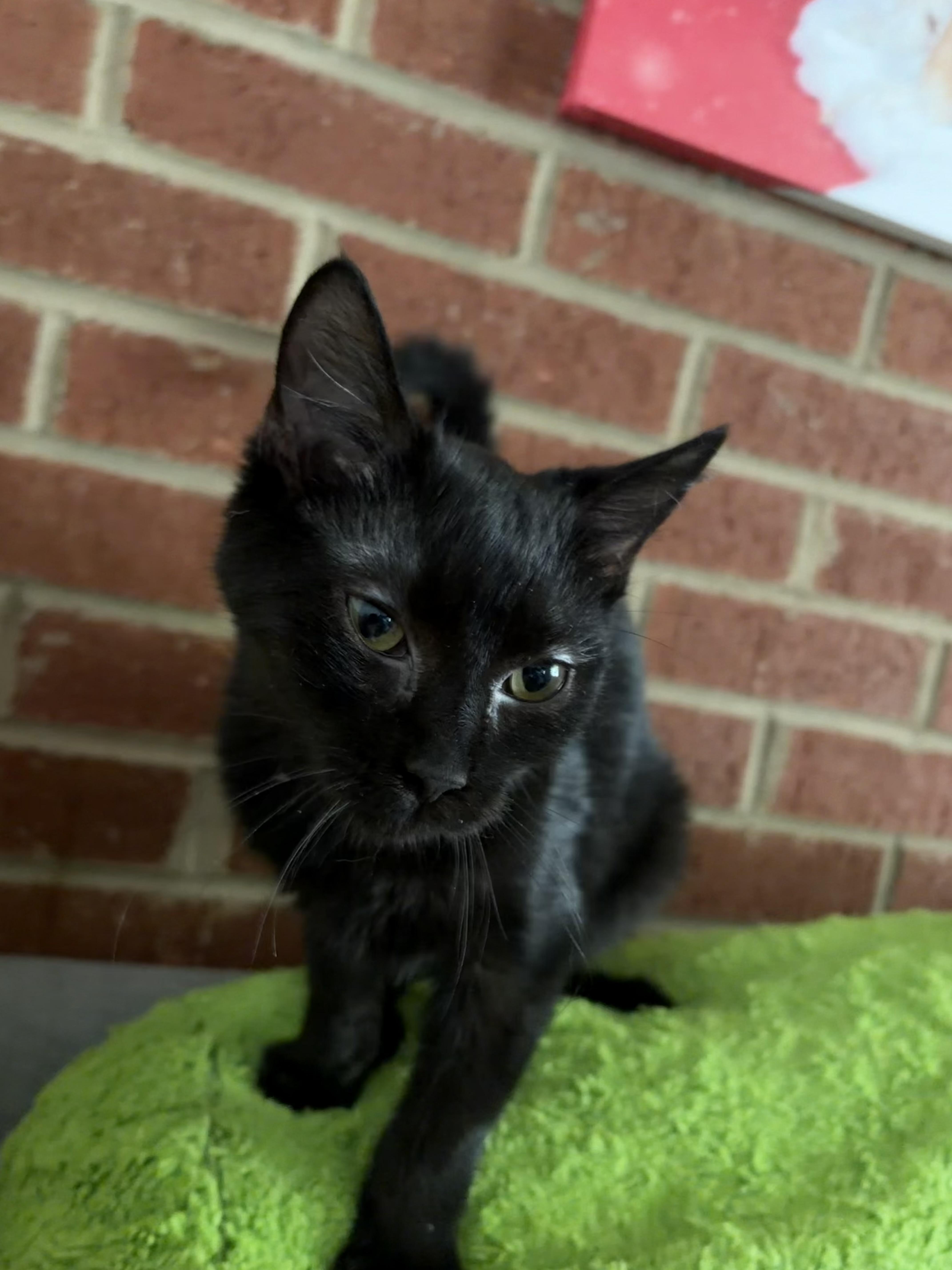 A young medium-sized female Black Domestic Short Hair cat named Mayonnaise for adoption in Roanoke, VA