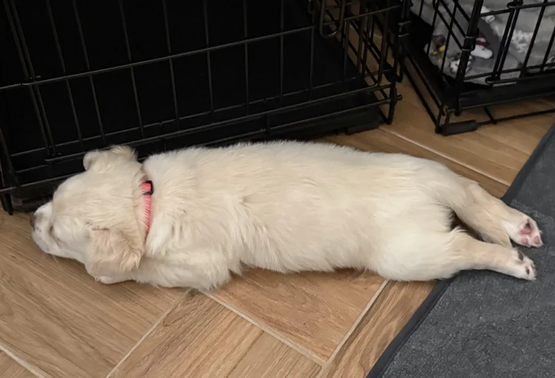 Eloise thumbnail 4