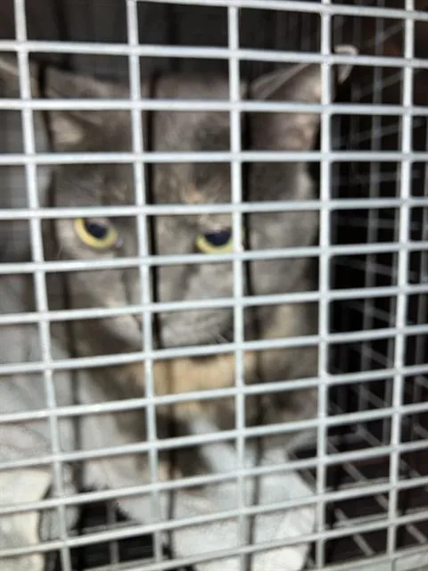 An adult large-sized female Domestic Medium Hair cat named Merida Jane for adoption in Dallas, TX