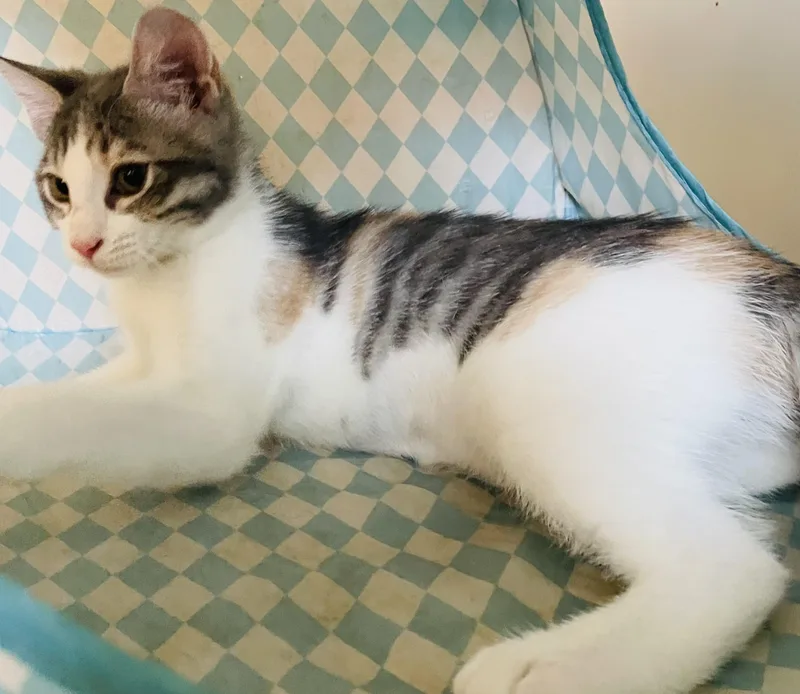 A baby small-sized female Dilute Calico Domestic Short Hair cat named Mikan for adoption in Covina , CA