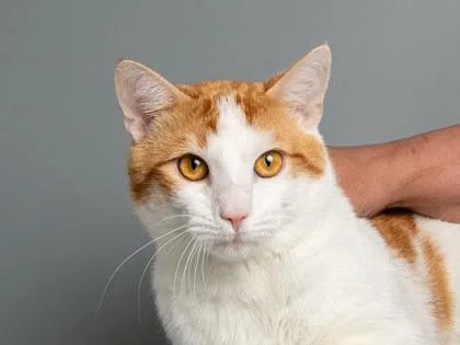 A young medium-sized male Domestic Short Hair cat named Moosa for adoption in Longmont, CO
