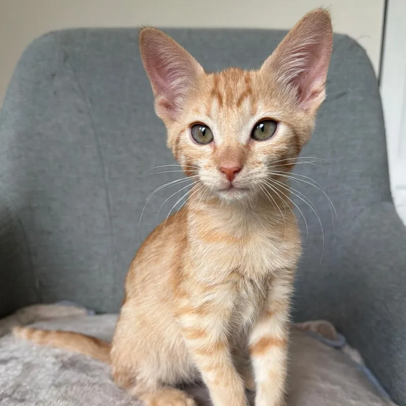 A baby small-sized male Orange / Red Domestic Short Hair cat named James for adoption in Lauderhill, FL
