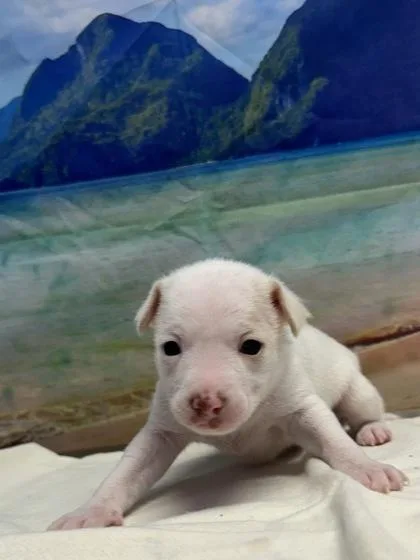 A baby small-sized female Chihuahua dog named Julie for adoption in San Antonio, TX