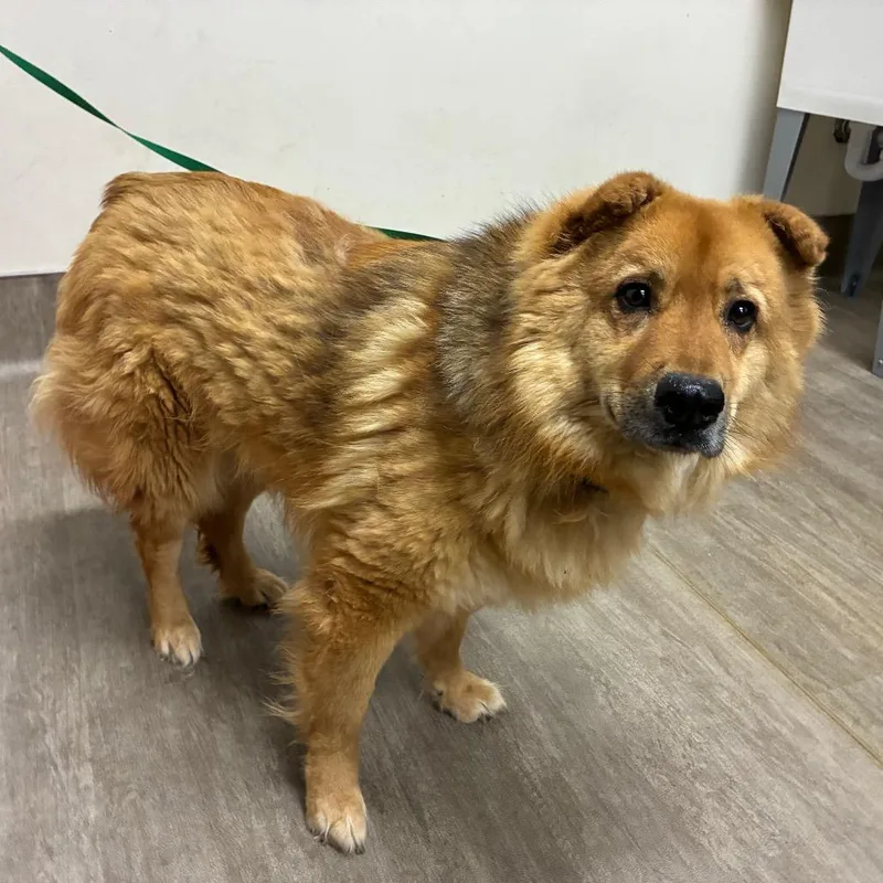 An adult medium-sized male Yellow / Tan / Blond / Fawn Chow Chow dog named Pumpkin for adoption in Pasadena, CA