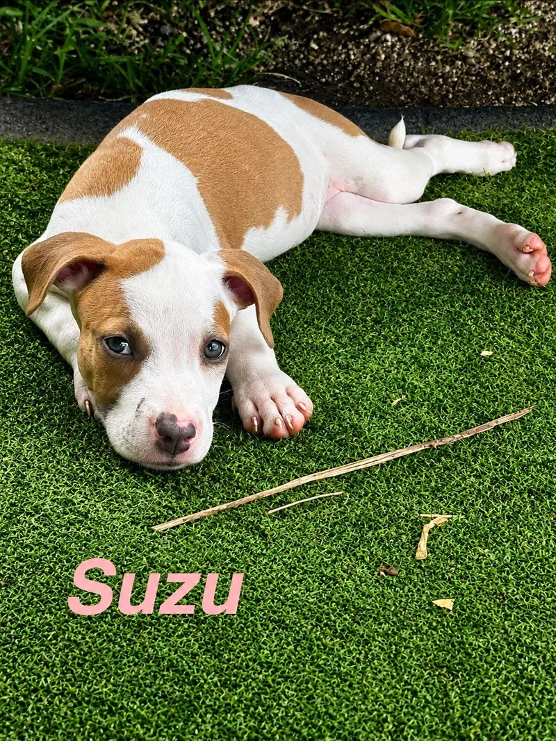 A baby medium-sized female American Staffordshire Terrier dog named Suzu for adoption in Lake Hopatcong, NJ