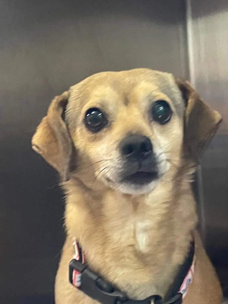 An adult small-sized male Mixed Breed dog named Bullock for adoption in Henderson, NC