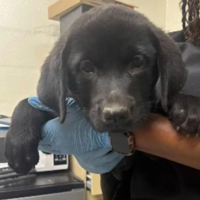 A baby small-sized female Black Labrador Retriever dog named Rosie for adoption in Briarcliff Manor, NY