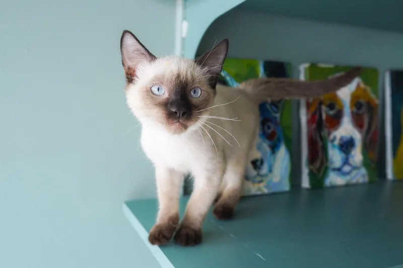 A young medium-sized male Siamese cat named Arnold for adoption in San Antonio, TX