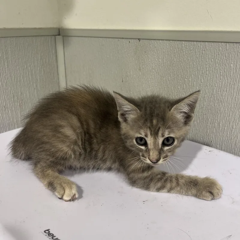 A baby small-sized female Gray / Blue / Silver Domestic Short Hair cat named Nita for adoption in Tampa, FL