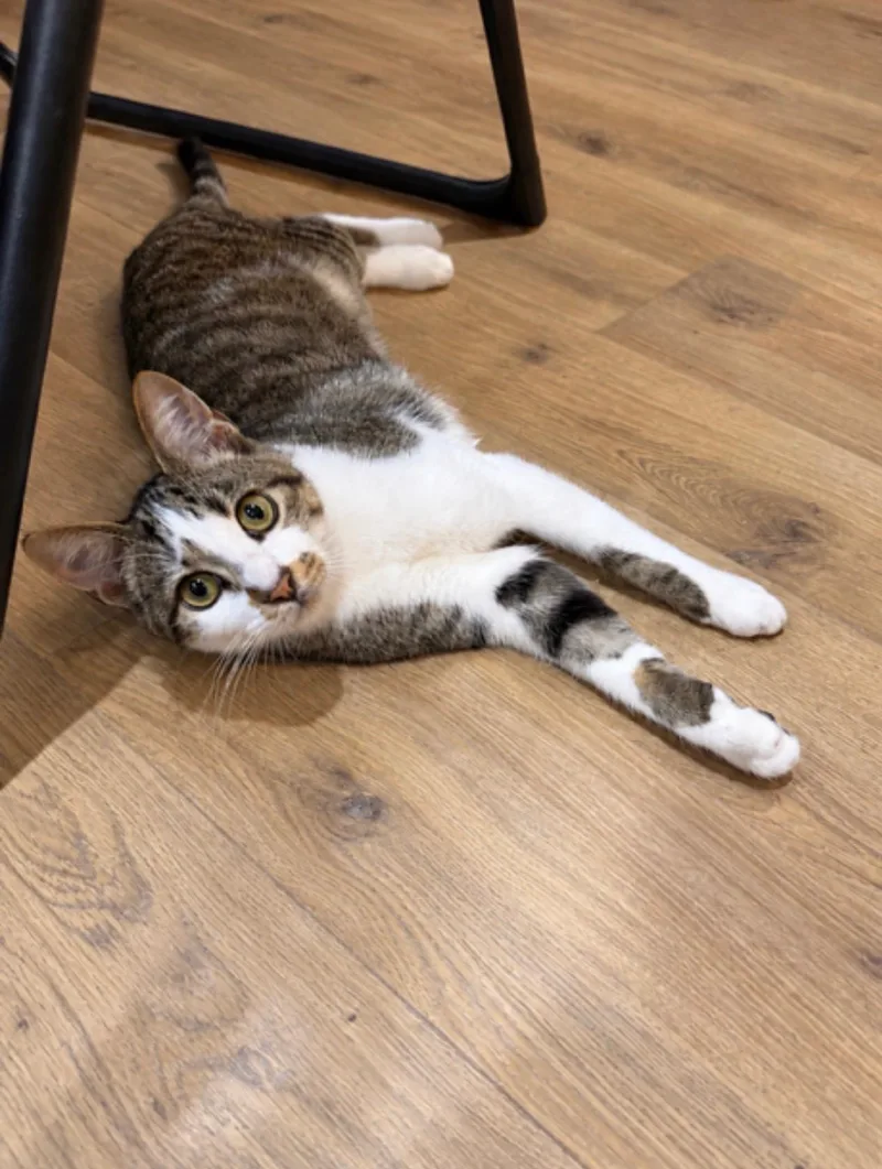 A baby medium-sized male Tabby (Brown / Chocolate) Domestic Short Hair cat named Nova for adoption in Avon Lake, OH