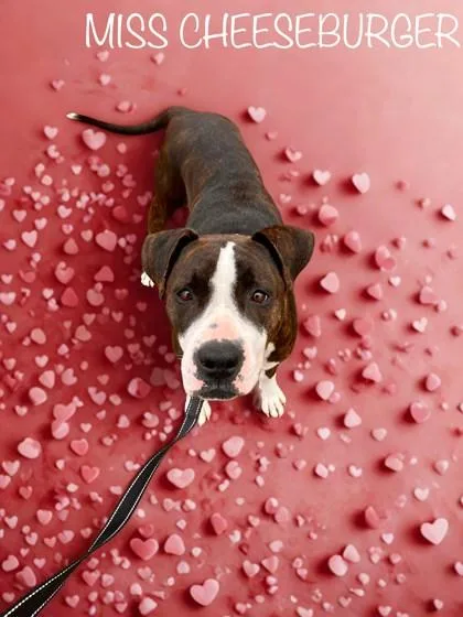 Miss Cheeseburger thumbnail 2