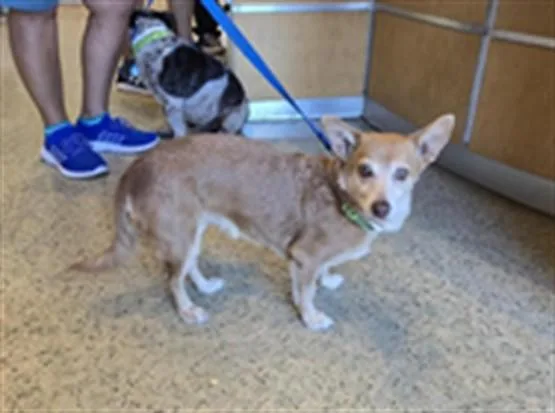 A senior small-sized female Chihuahua dog named Chiquis for adoption in Riverside, CA