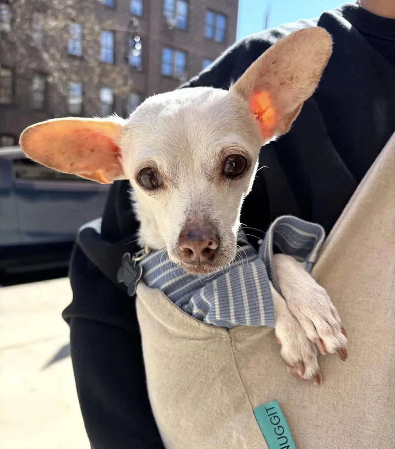 A senior small-sized female Chihuahua dog named ISMA sponsored fee for adoption in New York, NY