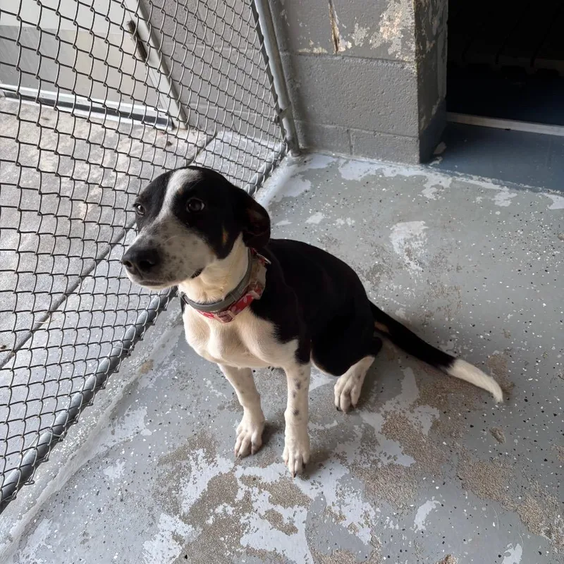 A young medium-sized female Black Hound dog named Louisa for adoption in Galax, VA