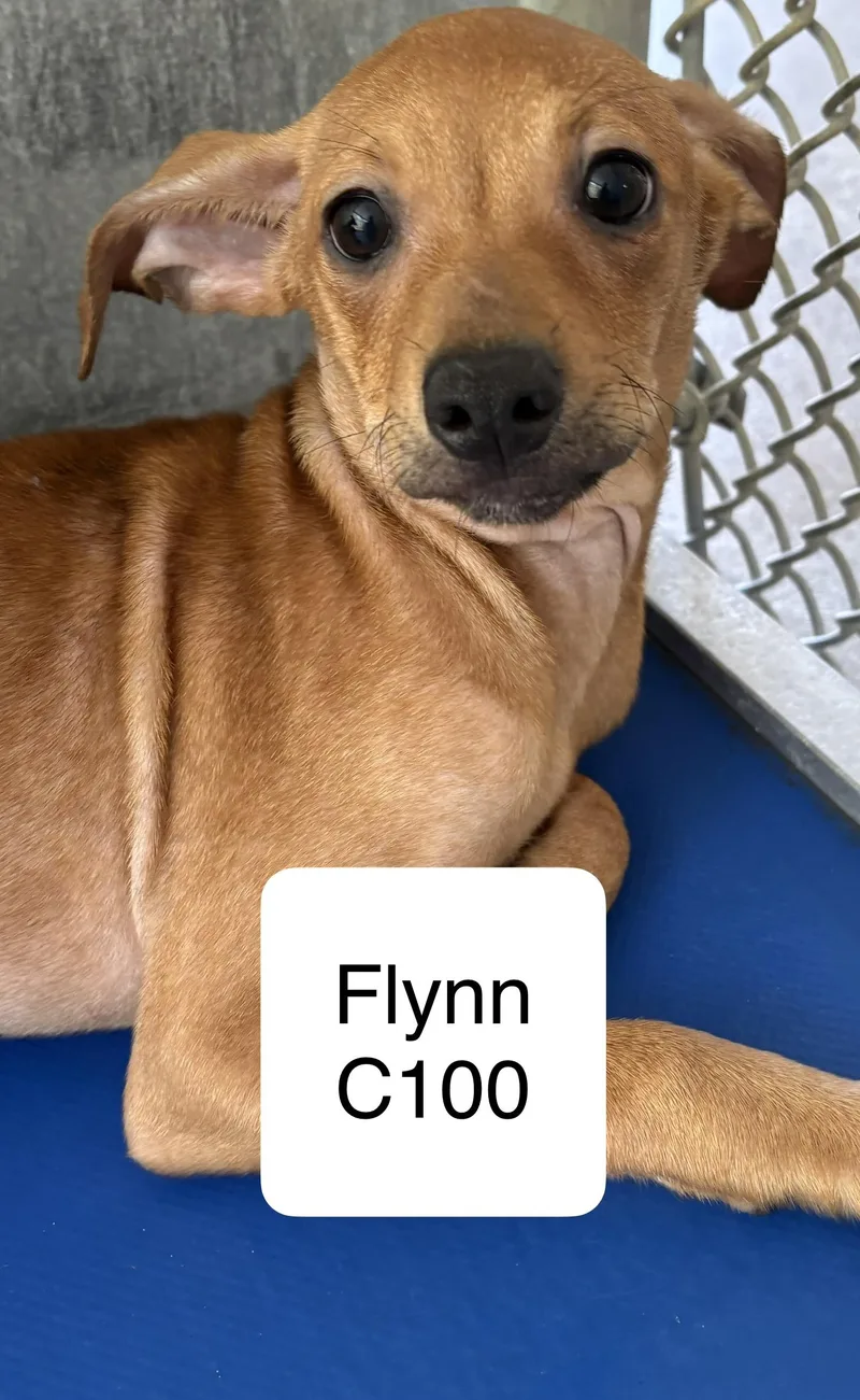 A baby small-sized male Chihuahua dog named Flynn for adoption in Morganton, NC