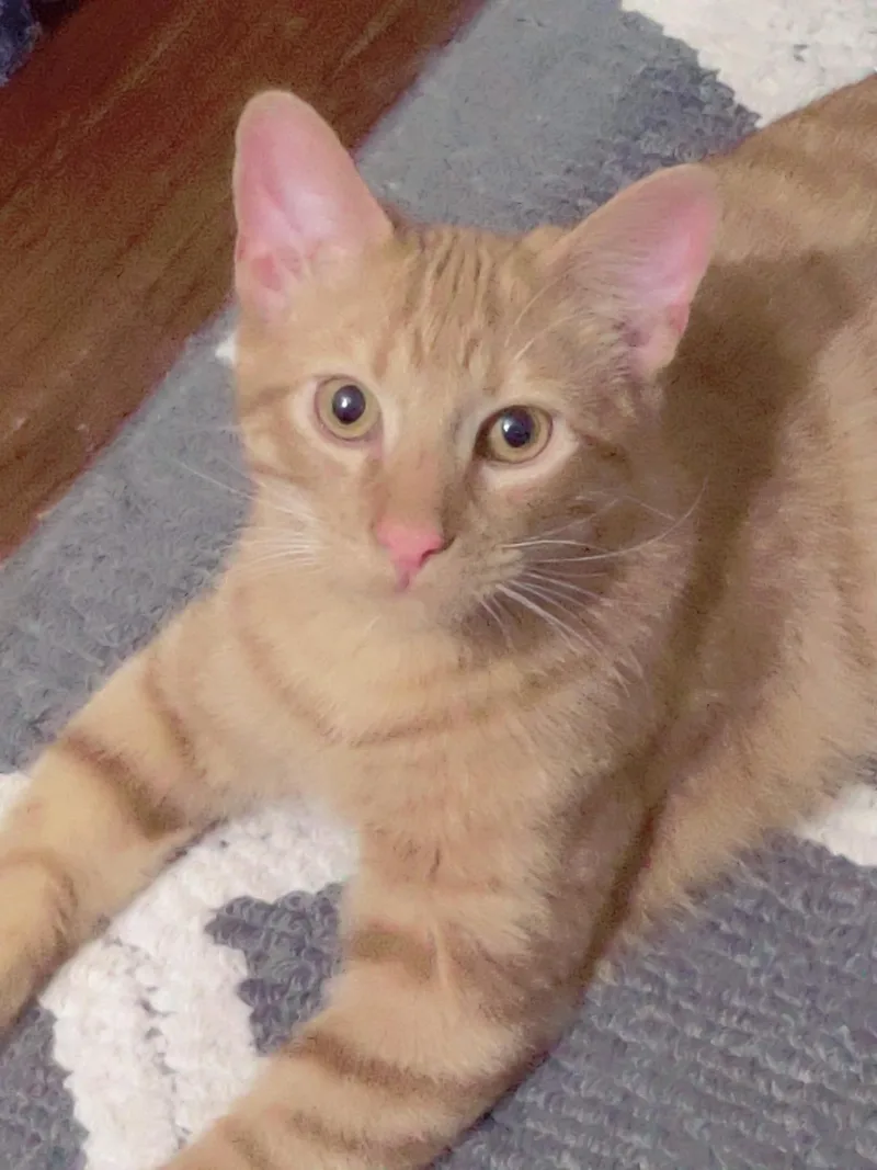 A young medium-sized male Tabby (Orange / Red) Tabby cat named Harley for adoption in Wadsworth, IL