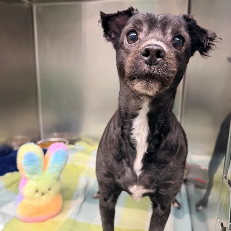 Calamari thumbnail 2