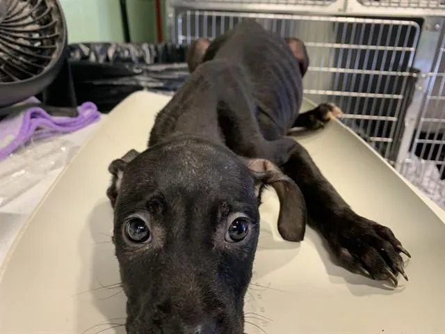 A baby small-sized male American Staffordshire Terrier dog named Ricky for adoption in Grand Prairie, TX