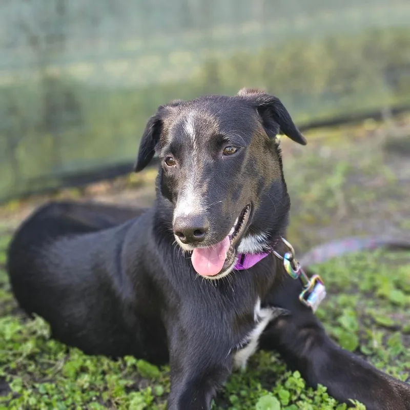 A young medium-sized female Black Mixed Breed dog named Astra for adoption in Naples, FL