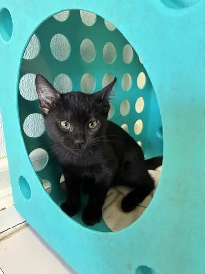 A baby small-sized male Domestic Short Hair cat named Ramsey for adoption in Honolulu, HI