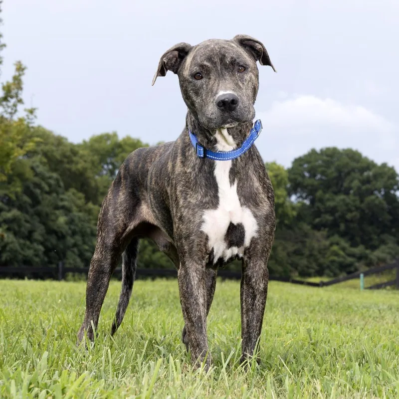 An adult medium-sized male Brindle Mixed Breed dog named Dino for adoption in Franklin, TN