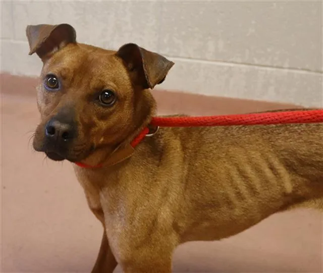 A young small-sized female Mixed Breed dog named Trixie for adoption in Columbia, SC
