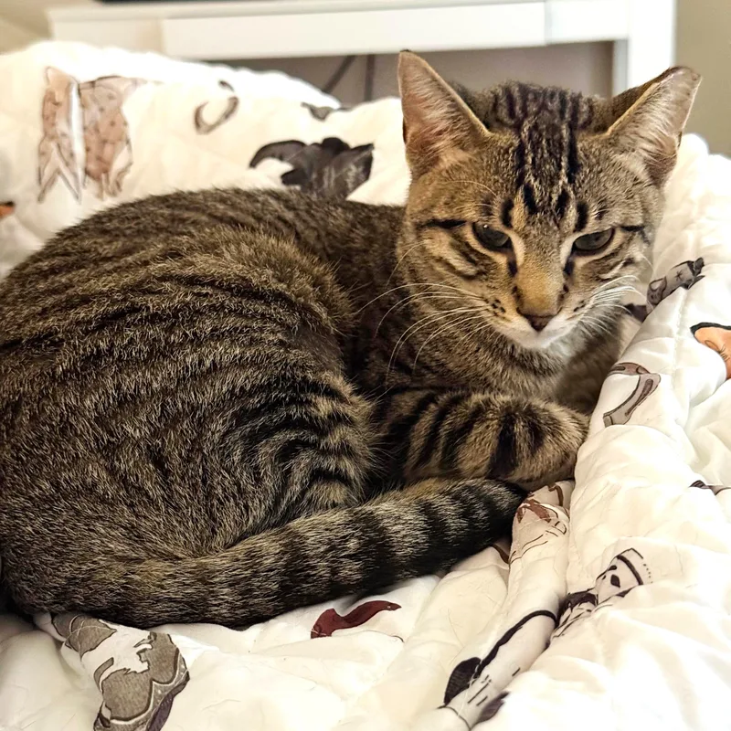 A young medium-sized female Tabby (Brown / Chocolate) Tabby cat named Sharmin for adoption in Lombard, IL