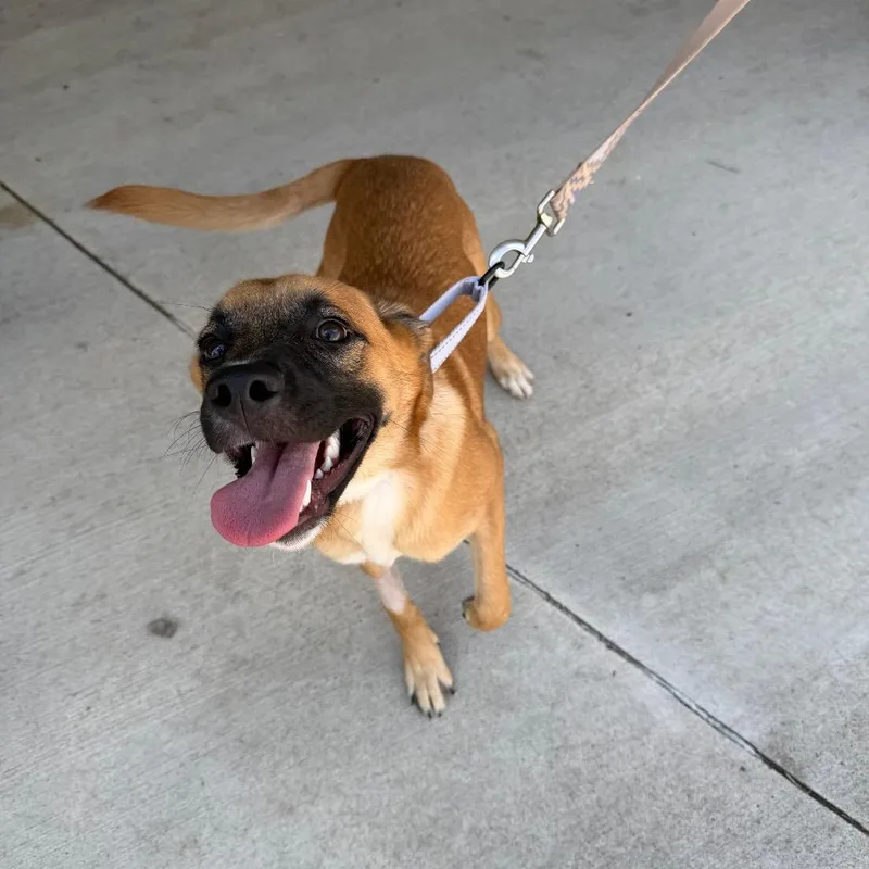 A young medium-sized female Brown / Chocolate Shepherd dog named Willow for adoption in Uniontown, PA