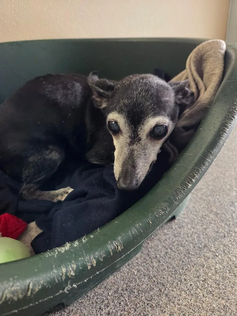 A senior small-sized female Chihuahua dog named Bella for adoption in Lunenburg, VT