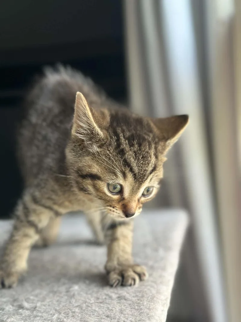 A baby small-sized female Domestic Short Hair cat named Mudhoney for adoption in Milwaukee, WI