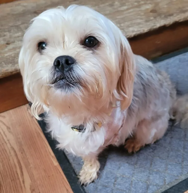 An adult small-sized female White / Cream Yorkshire Terrier dog named Dolly Parton for adoption in Albany, NY