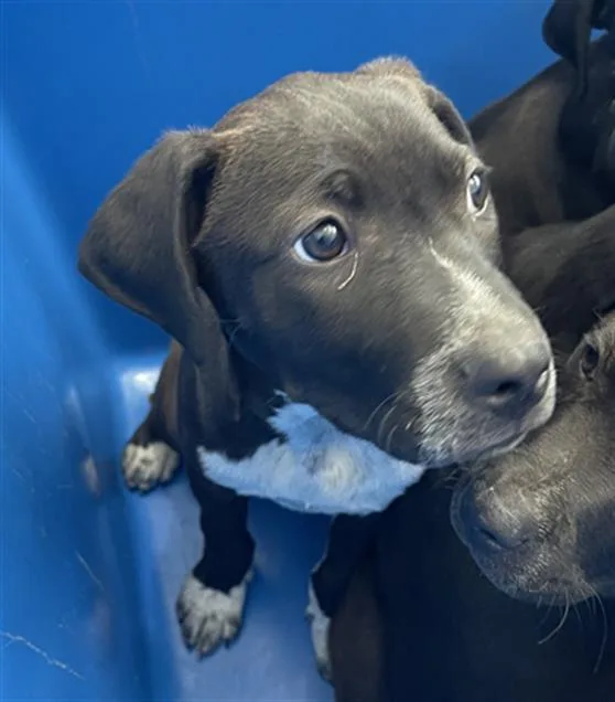 A baby large-sized male Mixed Breed dog named Droopy for adoption in Dallas, TX