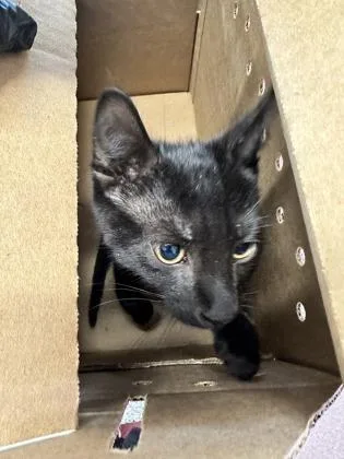 A baby small-sized female Domestic Short Hair cat named Sanaz for adoption in West Chester, PA