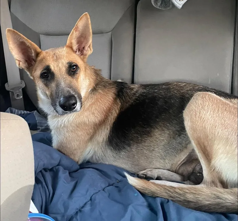An adult large-sized female Tricolor (Brown, Black, & White) German Shepherd Dog dog named Bella for adoption in Greeneville , TN