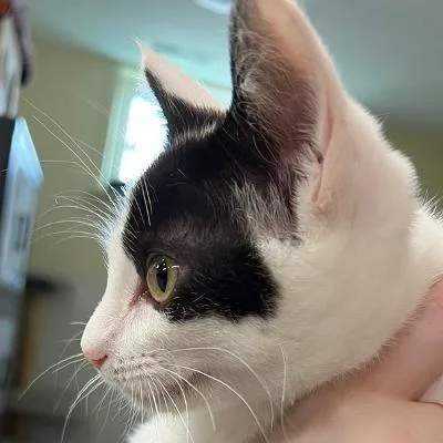 A baby medium-sized male White Domestic Short Hair cat named Card for adoption in Kankakee, IL