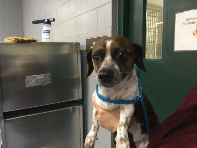 An adult small-sized male Dachshund dog named Milo for adoption in Thousand Palms, CA