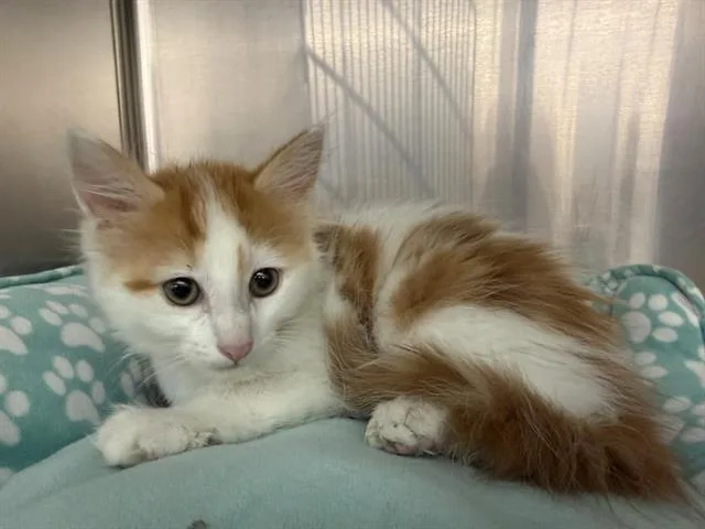 A baby small-sized male Domestic Short Hair cat named Sear for adoption in Saint Louis, MO