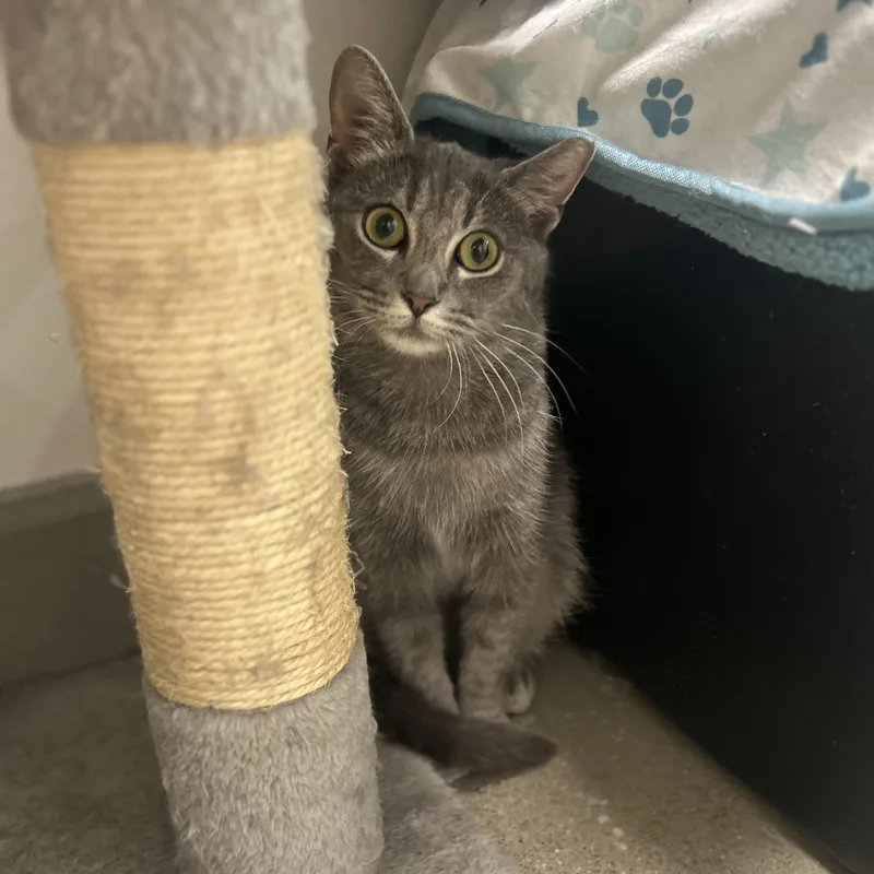 A baby small-sized female Tabby (Gray / Blue / Silver) Domestic Short Hair cat named Selena for adoption in Columbus , OH