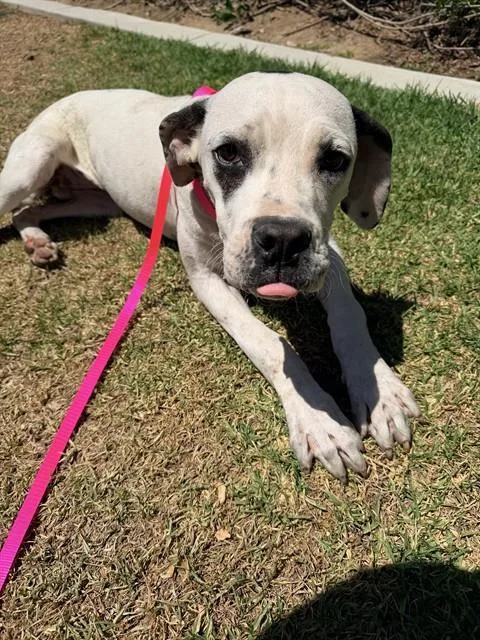 A young small-sized female Boxer dog named Sally for adoption in Riverside, CA