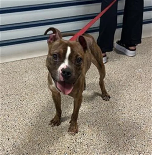 A young small-sized male Boston Terrier dog named Raj for adoption in Miami, FL